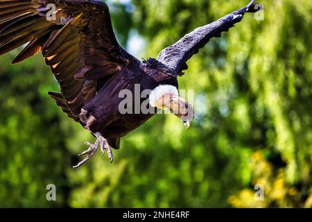 Condor andin (Vultur gryphus) vol, gros plan, captif, parc ornithologique, Weltvogelpark Walsrode, Basse-Saxe, Allemagne Banque D'Images