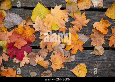 Feuilles d'automne colorées, feuilles couchant sur une jetée, Stuttgart, Bade-Wurtemberg, Allemagne Banque D'Images