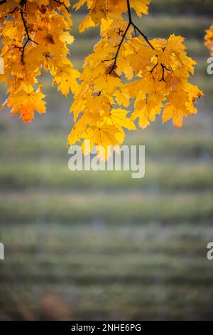 Feuilles d'automne colorées sur les arbres, érable (Acer), Stuttgart, Bade-Wurtemberg, Allemagne Banque D'Images