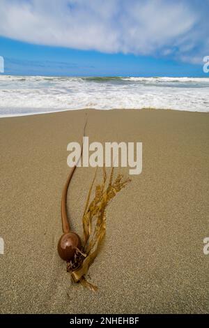 Bull Kelp, Nereocystis luetkeana, s'est lavé sur la plage Shi Shi dans le parc national olympique, État de Washington, États-Unis Banque D'Images