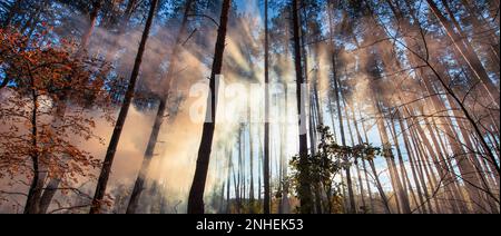 Embarquez pour un voyage à travers le temps et la nature avec cette image étonnante d'un ancien chemin de fer traversant une belle forêt automnale. Le soutien-gorge de l'arbre Banque D'Images