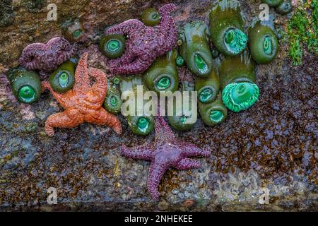 Etoiles de la mer ocre et anémones vertes géantes au point d'Arches dans le parc national olympique, État de Washington, États-Unis Banque D'Images