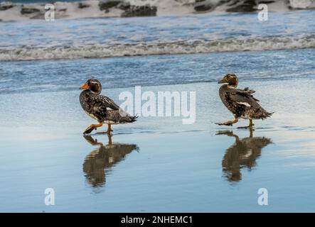 Paire de canards sans vol Falkland Steamer qui marchent au bord de l'océan à Bluff Cove Banque D'Images