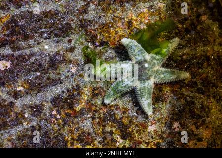 Petite étoile à six-Rayed, Leptasterias pusilla, sur les rochers de point d'Arches à marée basse, Parc national olympique, État de Washington, États-Unis Banque D'Images