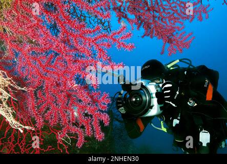 Photographe sous-marin et whip de mer en pleine violette (Paramuricea clavata), Giglio, Toscane, Europe, Mer méditerranée, Italie Banque D'Images