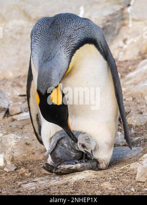 King Penguin s'occupant de sa poussette sur ses pieds ou de ses palmes à Bluff Cove sur les îles Falkland Banque D'Images