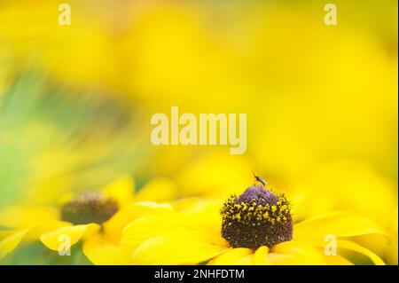 Petit milieu sur une fleur de susan à yeux noirs (Rudbeckia hirta). Mise au point sélective et faible profondeur de champ. Banque D'Images