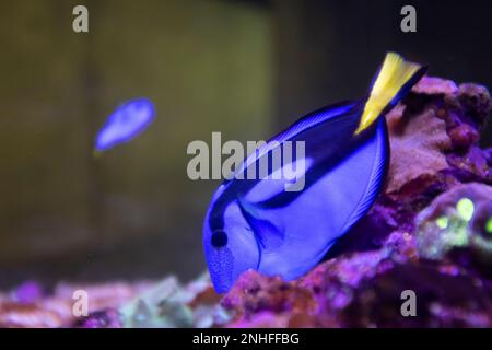 Poisson-tenon bleu avec des néons baignant sous l'eau sur un réservoir à poissons Banque D'Images