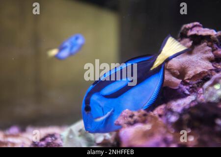 Poisson-tenon bleu avec des néons baignant sous l'eau sur un réservoir à poissons Banque D'Images