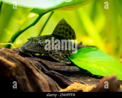 Poisson-chat à succion ou pleco commun (Hypostomus plecostomus) isolé dans un réservoir de poissons avec fond flou Banque D'Images