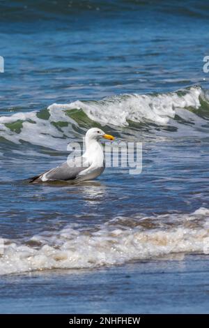 WESTERN Gull, Larus occidentalis, baignade où le ruisseau entre dans l'océan à la plage Shi Shi dans le parc national olympique, État de Washington, États-Unis Banque D'Images