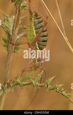 Ferme-porte naturelle sur le grand et charnel méditerranéen occidental Saddle Bush-Cricket, Ephippiger diurnus Banque D'Images