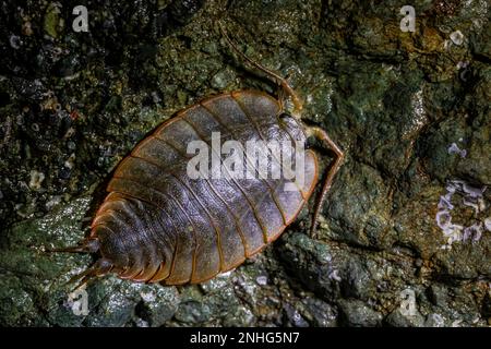 Common Rock souris, Ligia pallasii, au point d'Arches dans le Parc National Olympique, État de Washington, Etats-Unis Banque D'Images