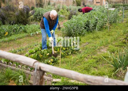 Homme âgé qui hisser du sol sur des rangées de légumes Banque D'Images