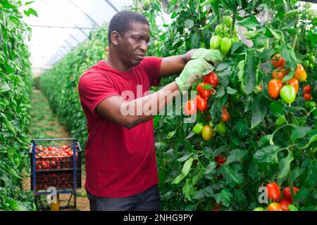 Le propriétaire heureux de la ferme cueille des tomates rouges mûres Banque D'Images