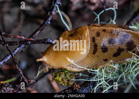 Pacific Banana Slug, Ariolimax columbianus, se nourrissant de lichen dans la forêt au-dessus de Shi Beach dans le parc national olympique, État de Washington, États-Unis Banque D'Images