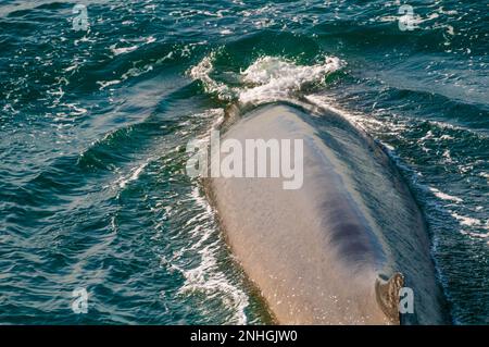 Plongée de baleines dans les eaux bleu-vert au large des îles Svalbard de Norvège Banque D'Images