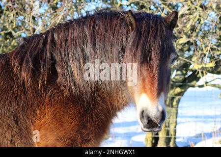 Exmoor Pony gros plan, debout sous un soleil éclatant dans un champ enneigé Banque D'Images