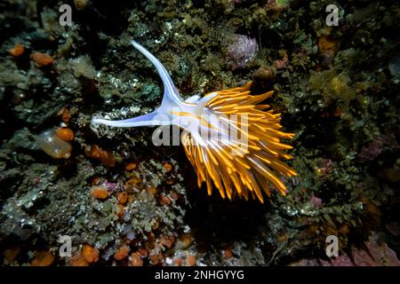 Nudibranch à cornes épaisses, Hermissenda crassicornis, avec dans un point d'Arches tidepool dans le parc national olympique, État de Washington, États-Unis Banque D'Images