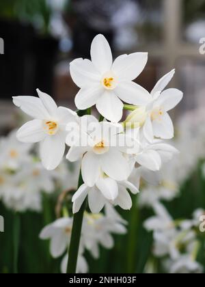 Fleurs blanches pures de l'ampoule parfumée à fleurs d'hiver tendre à plusieurs têtes, Narcissus tazetta 'Paperwhite Ziva' Banque D'Images