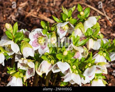 Rose à pois blanc février fleurs de l'hiver hellebore robuste, Helleborus x hybridus 'Spring Promise Series' Banque D'Images