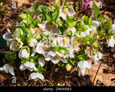 Rose à pois blanc février fleurs de l'hiver hellebore robuste, Helleborus x hybridus 'Spring Promise Series' Banque D'Images