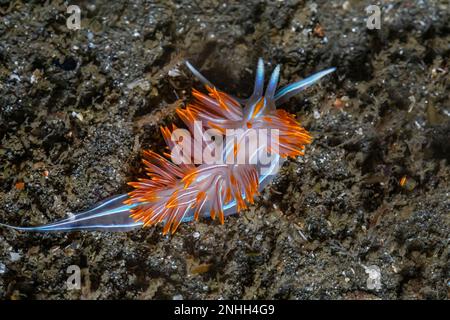 Nudibranch à cornes épaisses, Hermissenda crassicornis, avec dans un point d'Arches tidepool dans le parc national olympique, État de Washington, États-Unis Banque D'Images