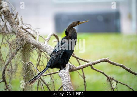 Un grand oiseau anhinga reposant sur une branche d'arbre dans les terres humides de Floride Banque D'Images