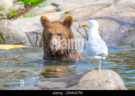 Jeune ours mignon assis dans l'eau et observant un moulus blanc flou perché sur un rocher au premier plan Banque D'Images