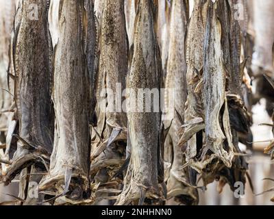 La morue séchant sur des casiers pour devenir des stockfish dans la ville de Reine, Moskenesøya dans l'archipel des Lofoten, en Norvège. Banque D'Images