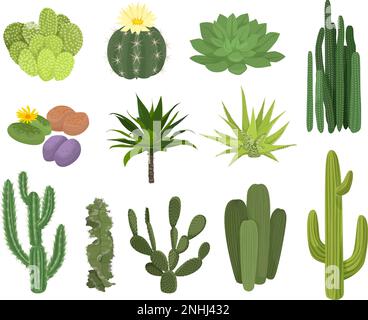 Cactus Flat Icon ensemble différents types et tailles avec des fleurs et sans illustration vectorielle Illustration de Vecteur