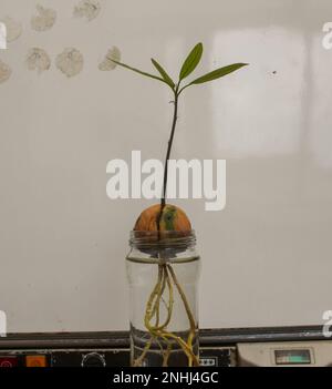 plante d'avocat poussant à la maison dans un verre avec de l'eau Banque D'Images