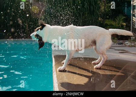 Chien secouant l'eau au bord de la piscine Banque D'Images