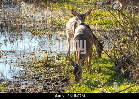 Key Deer dans l'habitat naturel du parc de l'État de Floride. Banque D'Images