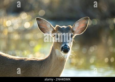 Key Deer dans l'habitat naturel du parc de l'État de Floride. Banque D'Images