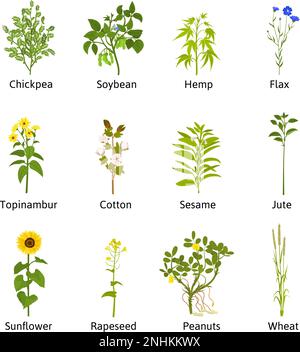 Fleurs techniques et plantes ensemble avec des icônes isolées plates de pousses avec des fleurs de feuilles et illustration de vecteur de texte Illustration de Vecteur