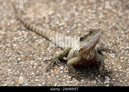 Un dragon sauvage de l'est de l'australie (Intellagama lesueurii) Banque D'Images