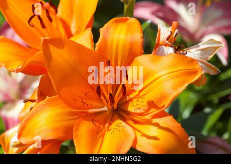Lys Orange Banque D'Images