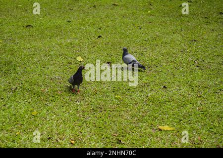 Bois Pigeon, Nom scientifique: Columba palumbus. Pigeon debout sur l'herbe dans le jardin Banque D'Images