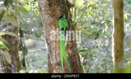 un mâle resplendent quetzal bâtiment un nid regarde la caméra au costa rica Banque D'Images