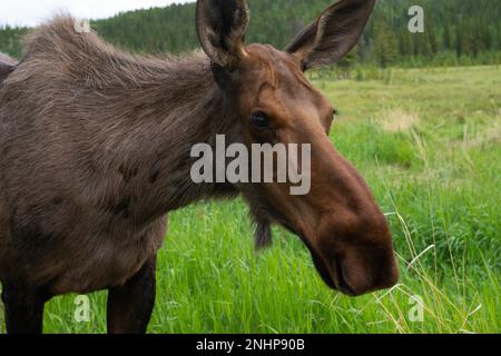 Portrait d'un orignal à la réserve faunique du Yukon, près de Whitehorse, au Yukon Banque D'Images