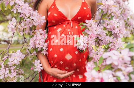 Femme enceinte ventre gros plan avec des fleurs. Portrait de grossesse en cerisiers en fleurs fleurs de printemps rose fleurs. Concept de la nouvelle saison. Maman expectative 3rd Banque D'Images