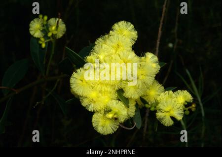 Le printemps en Australie, c'est le moment de la ferraillement - de magnifiques fleurs dorées partout dans le monde.Celui-ci est Blackwood (Acacia melanoxylon) à la réserve de Hochkins Ridge. Banque D'Images