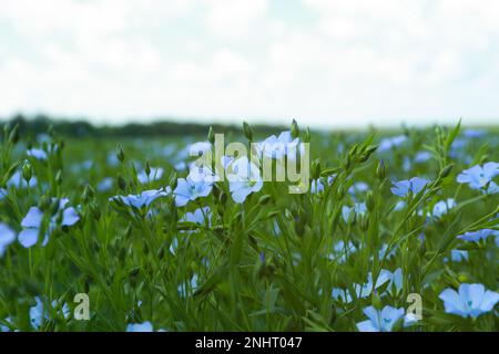 Beaucoup de belles plantes de lin en fleur dans le champ Banque D'Images