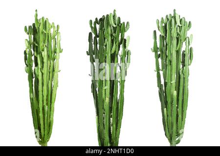 Décor avec de magnifiques cactus sur fond blanc Banque D'Images