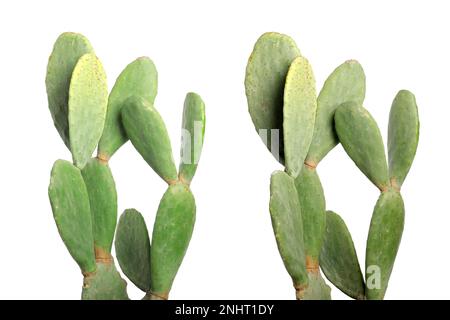 Collage avec de magnifiques cactus sur fond blanc Banque D'Images