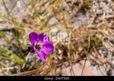 Fleur du Sundew Drosera cistiflora pris dans l'habitat naturel en Afrique du Sud Banque D'Images