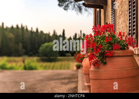Ancienne maison traditionnelle en pierre avec fleurs rouges dans un vignoble parmi les vignes de la célèbre région viticole du Chianti en Toscane, Italie Banque D'Images