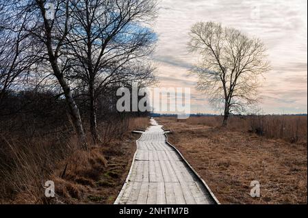 Chemin de planche en bois à travers une tourbière Banque D'Images