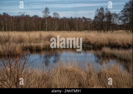 Tourbière paysage de haute lande avec petit lac et forêt de bouleau en arrière-plan Banque D'Images